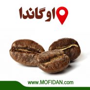 دانه-قهوه-اوگاندا-عربیکا