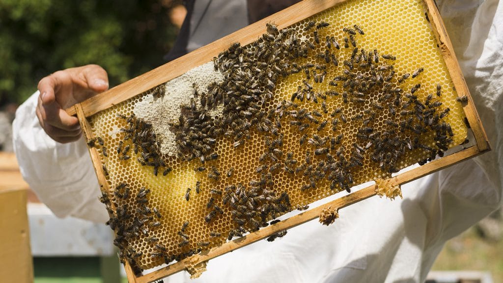 دانستنیهای عسل طبیعی