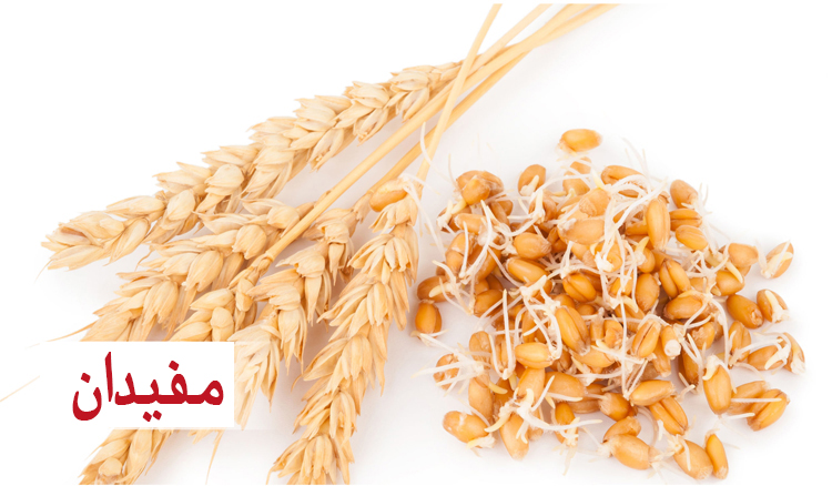 تاثیر جوانه گندم در رشد کودکان