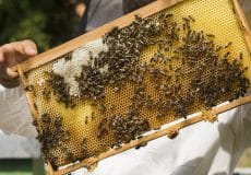 دانستنیهای عسل طبیعی