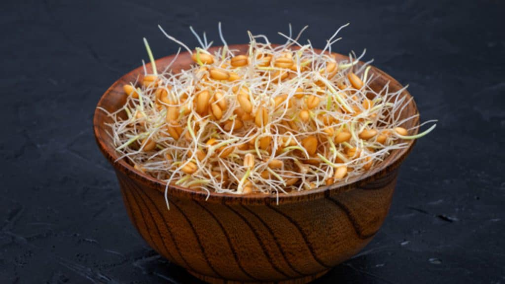 خواص پودر جوانه گندم برای بدن