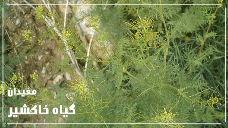 گیاه-خاکشیر-خرید