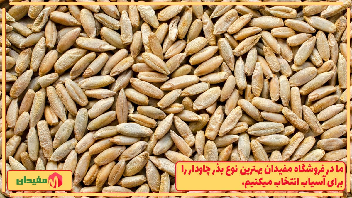 دانه چادار بوجاری شده