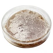 قیمت و خرید عسل موم دار اصل و طبیعی